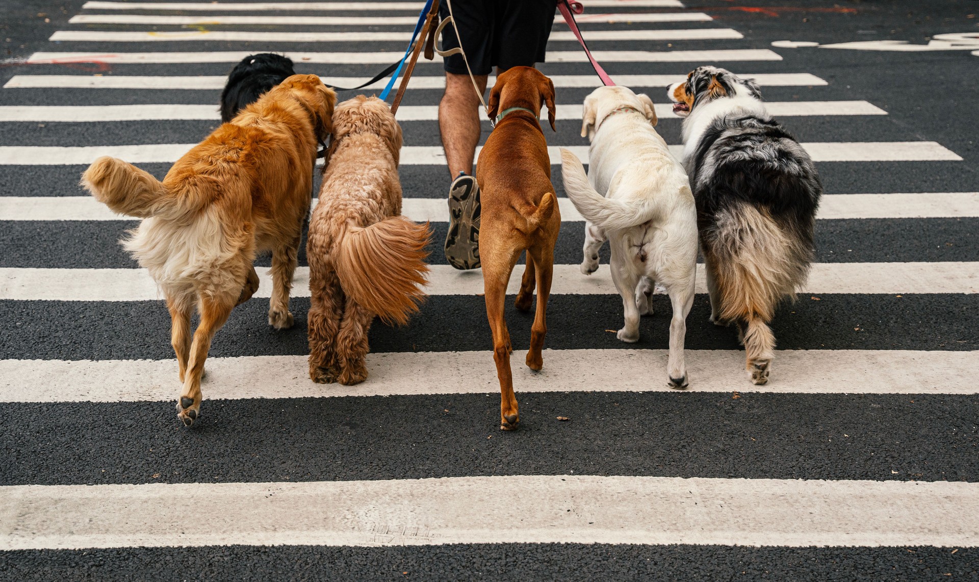Low section of a dog walker walking with group of dogs on their leash on the street, New York City
