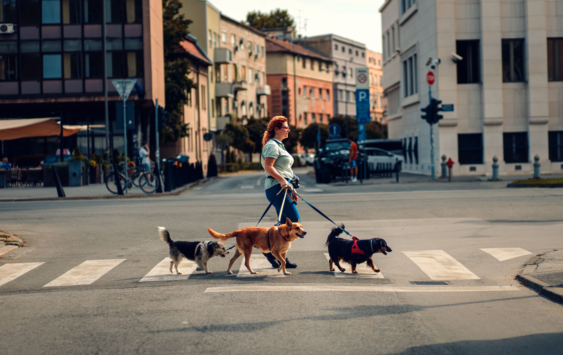 Female dog walker with dogs enjoying in city walk.